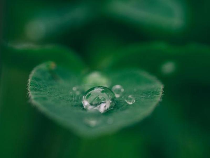 Người làm vườn đang tưới nước cho chậu hoa phong lan vào buổi sáng sớm